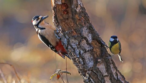 Обои природа, птицы, синица, дятел, ствол дерева, nature, birds, tit, woodpecker, the trunk of the tree разрешение 1920x1247 Загрузить