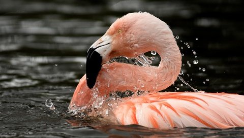 Обои вода, фламинго, птица, клюв, перья, шея, розовый фламинго, water, flamingo, bird, beak, feathers, neck, pink flamingos разрешение 2048x1417 Загрузить