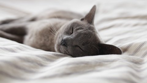 Обои кот, кошка, сон, постель, cat, sleep, bed разрешение 3840x2160 Загрузить