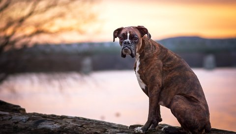 Обои взгляд, собака, друг, боксер, look, dog, each, boxer разрешение 2048x1365 Загрузить