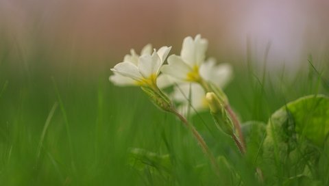 Обои макро, фон, цветок, macro, background, flower разрешение 2048x1365 Загрузить