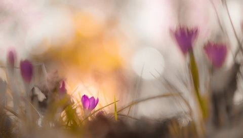 Обои цветы, природа, фон, весна, крокусы, боке, flowers, nature, background, spring, crocuses, bokeh разрешение 2048x1367 Загрузить