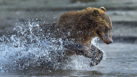 Обои вода, медведь, брызги, бег, water, bear, squirt, running разрешение 2500x1667 Загрузить