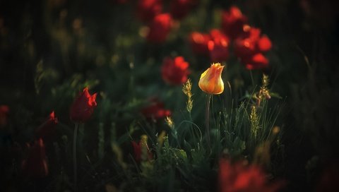Обои свет, дикие тюльпаны, цветы, желтый, весна, оранжевый, тюльпаны, один, боке, light, wild tulips, flowers, yellow, spring, orange, tulips, one, bokeh разрешение 1920x1200 Загрузить