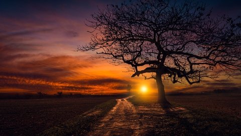 Обои дорога, дерево, закат, road, tree, sunset разрешение 4586x3052 Загрузить