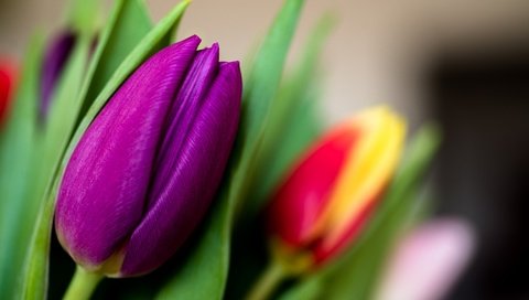 Обои цветы, макро, бутон, тюльпан, лиловый, flowers, macro, bud, tulip, purple разрешение 2048x1213 Загрузить