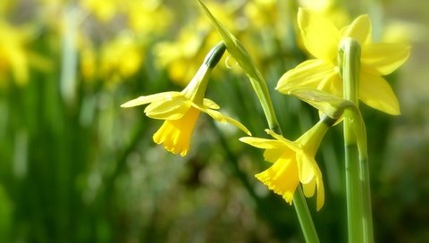 Обои цветы, нарциссы, желтые, боке, трио, flowers, daffodils, yellow, bokeh, trio разрешение 2048x1386 Загрузить