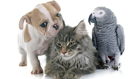 Обои кот, попугаи, кошка, ю, собака, щенок, птица, коты, щенка, попугай, бульдог, cat, parrots, yu, dog, puppy, bird, cats, parrot, bulldog разрешение 5000x3537 Загрузить