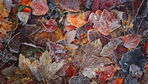 Обои природа, лес, листья, макро, мороз, листва, иней, осень, nature, forest, leaves, macro, frost, foliage, autumn разрешение 2048x1367 Загрузить