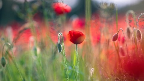 Обои цветы, макро, лето, красные, маки, боке, flowers, macro, summer, red, maki, bokeh разрешение 3840x2560 Загрузить