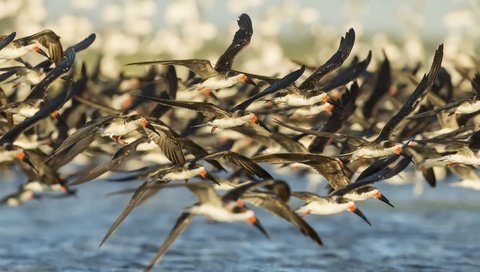 Обои полет, крылья, птицы, стая, flight, wings, birds, pack разрешение 1920x1279 Загрузить