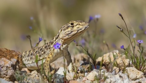 Обои цветы, природа, камни, фон, ящерица, flowers, nature, stones, background, lizard разрешение 1920x1152 Загрузить