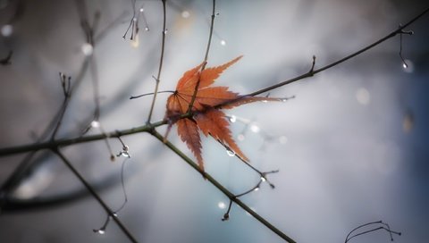 Обои природа, фон, ветки, капли, лист, nature, background, branches, drops, sheet разрешение 2560x1707 Загрузить