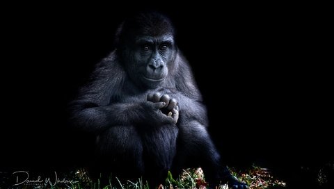 Обои природа, фон, черный фон, обезьяна, горилла, примат, nature, background, black background, monkey, gorilla, the primacy of разрешение 2560x1708 Загрузить