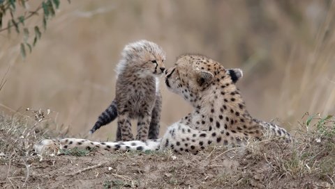 Обои природа, фон, гепарды, nature, background, cheetahs разрешение 2500x1519 Загрузить