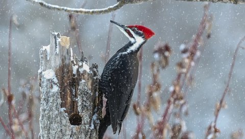 Обои ветка, снег, птица, пень, дятел, branch, snow, bird, stump, woodpecker разрешение 2048x1457 Загрузить