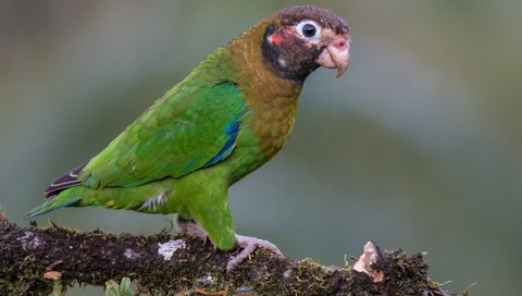 Обои птицы, попугай, коричнево-капюшонный попугай, birds, parrot, brown-kapushany parrot разрешение 4763x3340 Загрузить