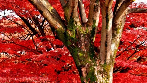 Обои природа, дерево, цветение, листья, ствол, akira, 1212, nature, tree, flowering, leaves, trunk, one thousand two hundred twelve разрешение 3000x2043 Загрузить