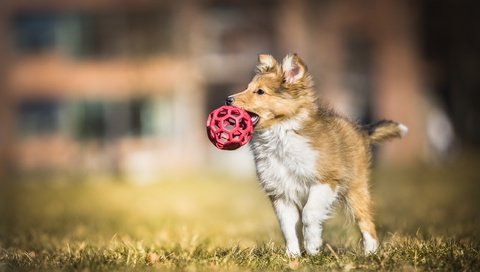 Обои собака, щенок, игра, мяч, колли, dog, puppy, the game, the ball, collie разрешение 2560x1523 Загрузить