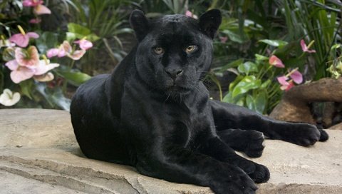 Обои взгляд, хищник, ягуар, пантера, черная, дикая кошка, look, predator, jaguar, panther, black, wild cat разрешение 2100x1400 Загрузить