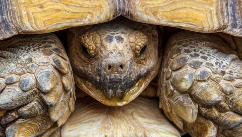 Обои макро, черепаха, панцирь, голова, пресмыкающееся, macro, turtle, shell, head, reptile разрешение 2880x1816 Загрузить