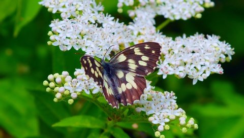 Обои цветение, макро, насекомое, бабочка, весна, весенние, flowering, macro, insect, butterfly, spring разрешение 3000x1874 Загрузить