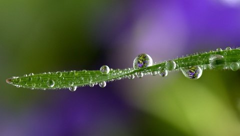 Обои трава, природа, макро, фон, роса, капли, травинка, grass, nature, macro, background, rosa, drops, a blade of grass разрешение 2448x1730 Загрузить