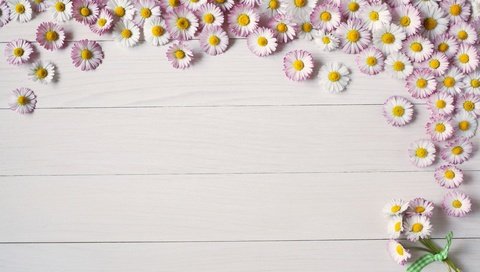 Обои цветы, фон, доски, ромашки, цветком, летнее, пинк, flowers, background, board, chamomile, flower, summer, pink разрешение 5616x3744 Загрузить