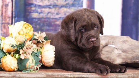 Обои цветы, щенок, лабрадор, шоколадный, flowers, puppy, labrador, chocolate разрешение 1920x1280 Загрузить