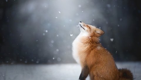 Обои снег, снежинки, лиса, лисица, животное, snow, snowflakes, fox, animal разрешение 2048x1365 Загрузить