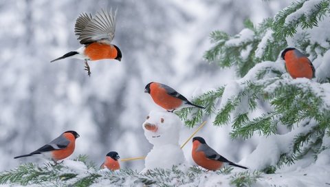Обои снег, елка, зима, снеговик, птицы, снегирь, снегири, snow, tree, winter, snowman, birds, bullfinch, bullfinches разрешение 2048x1363 Загрузить