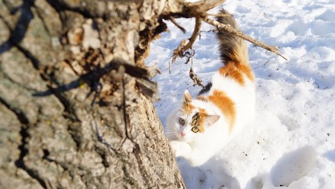 Обои снег, дерево, зима, кошка, взгляд, snow, tree, winter, cat, look разрешение 4724x3152 Загрузить