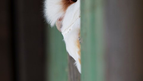 Обои сова, взгляд, птица, клюв, перья, сипуха, andy chilton, owl, look, bird, beak, feathers, the barn owl разрешение 3655x5482 Загрузить