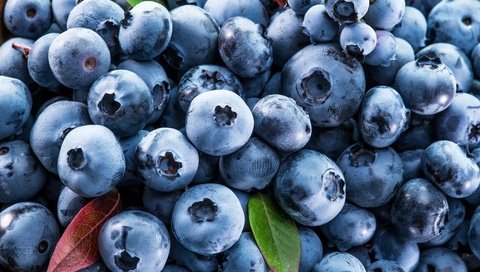 Обои ягоды, лесные ягоды, черника, голубика, парное, черничный, berries, blueberries, fresh, blueberry разрешение 7777x6133 Загрузить
