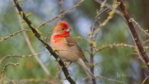 Обои природа, ветви, птица, чечевица, carpodacus, обыкновенная чечевица, nature, branch, bird, lentils, common rosefinch разрешение 1920x1200 Загрузить