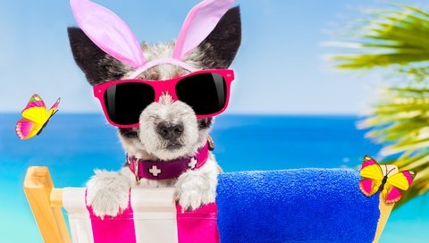 Обои пляж, очки, собака, юмор, бабочки, ​​зайчик, beach, glasses, dog, humor, butterfly, bunny разрешение 5616x3744 Загрузить