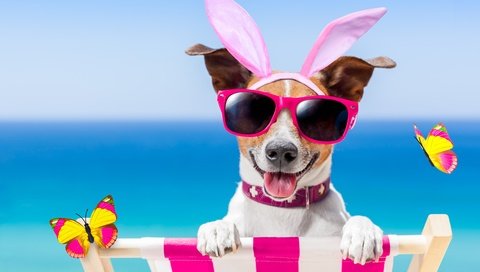 Обои пляж, очки, собака, юмор, бабочки, bunny ears, beach, glasses, dog, humor, butterfly разрешение 5795x3864 Загрузить