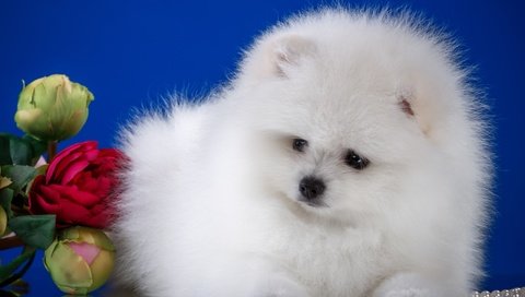 Обои цветы, пушистый, белый, собака, щенок, шпиц, flowers, fluffy, white, dog, puppy, spitz разрешение 3000x1957 Загрузить