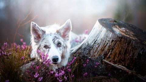 Обои цветы, мордочка, взгляд, собака, пень, бордер-колли, flowers, muzzle, look, dog, stump, the border collie разрешение 2048x1405 Загрузить