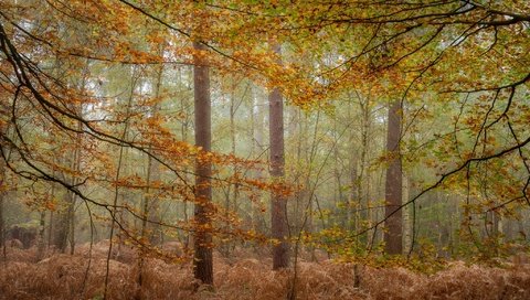 Обои деревья, лес, туман, осень, trees, forest, fog, autumn разрешение 2048x1200 Загрузить