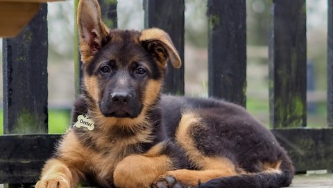 Обои взгляд, собака, щенок, друг, немецкая овчарка, look, dog, puppy, each, german shepherd разрешение 2048x1365 Загрузить