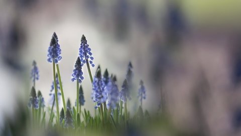 Обои свет, цветы, природа, фон, весна, мускари, karin verbrugge, light, flowers, nature, background, spring, muscari разрешение 2560x1560 Загрузить