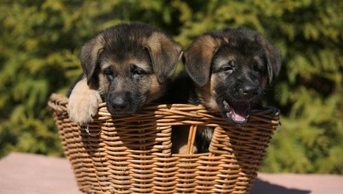 Обои природа, корзина, щенки, собаки, немецкая овчарка, овчарка, nature, basket, puppies, dogs, german shepherd, shepherd разрешение 2400x1519 Загрузить