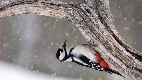 Обои дерево, птица, дятел, great spotted woodpecker, tree, bird, woodpecker разрешение 2048x1463 Загрузить