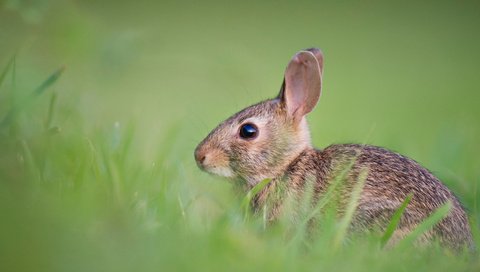 Обои трава, милый, животные, ray hennessy, поле, пушистый, кролик, мех, заяц, боке, grass, cute, animals, field, fluffy, rabbit, fur, hare, bokeh разрешение 4256x2832 Загрузить