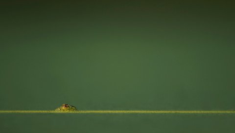 Обои вода, фон, лягушка, ray hennessy, water, background, frog разрешение 3132x2085 Загрузить