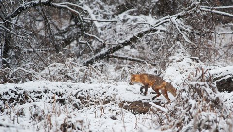 Обои деревья, снег, зима, лиса, лисица, животное, ray hennessy, trees, snow, winter, fox, animal разрешение 3415x2272 Загрузить