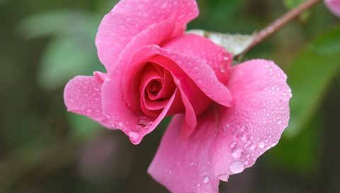 Обои природа, макро, цветок, роса, капли, роза, лепестки, бутон, nature, macro, flower, rosa, drops, rose, petals, bud разрешение 2048x1360 Загрузить