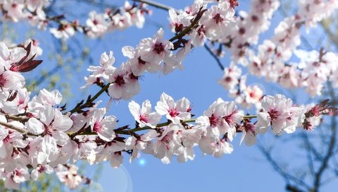 Обои небо, цветение, сад, весна, the sky, flowering, garden, spring разрешение 3438x1600 Загрузить