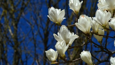 Обои цветы, цветение, ветки, весна, магнолия, flowers, flowering, branches, spring, magnolia разрешение 2048x1365 Загрузить